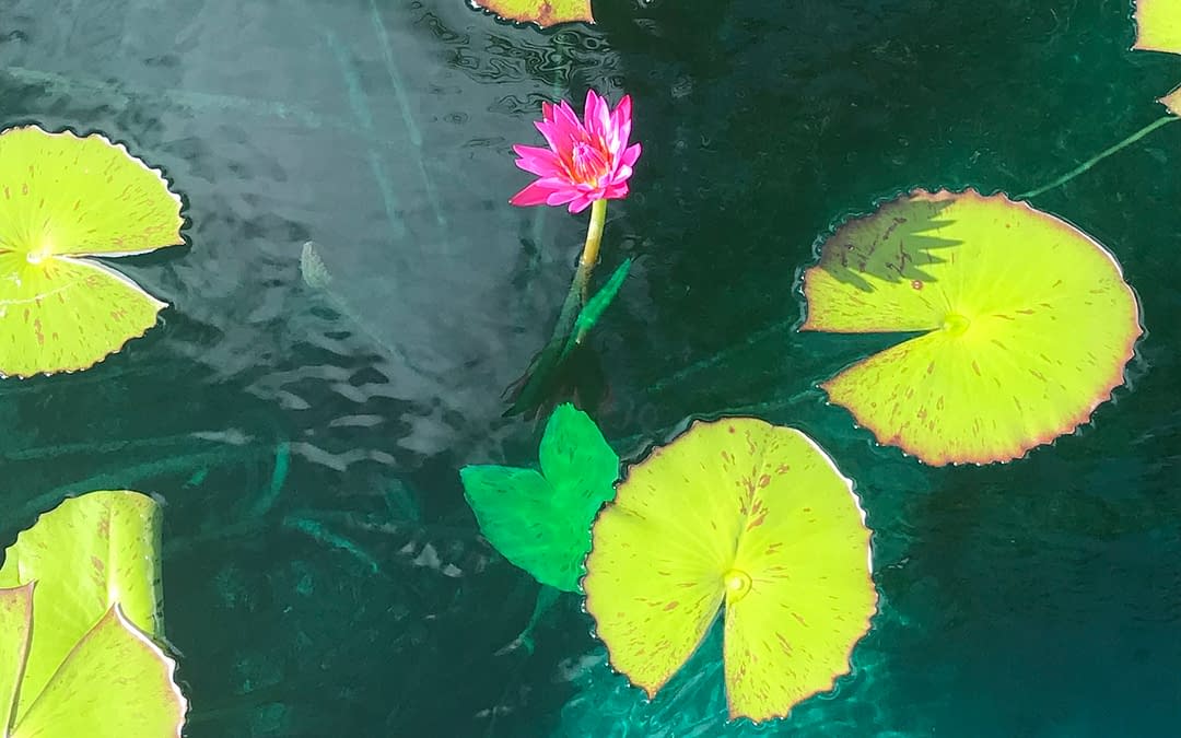 MUD BORN – Lessons from a Lotus