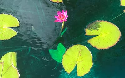 MUD BORN – Lessons from a Lotus