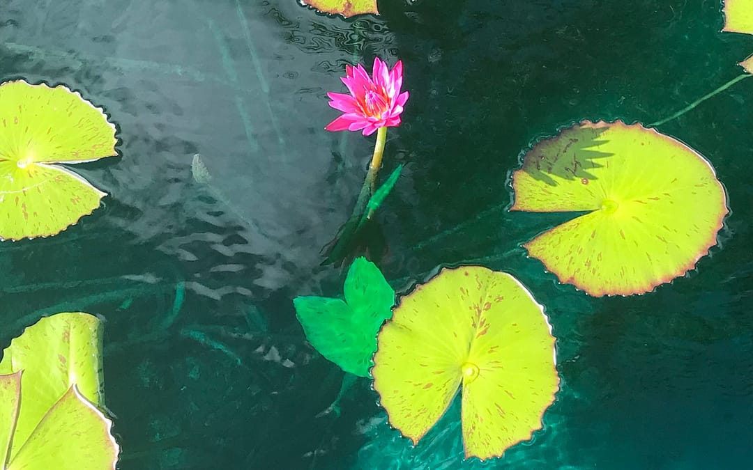 MUD BORN – Lessons from a Lotus